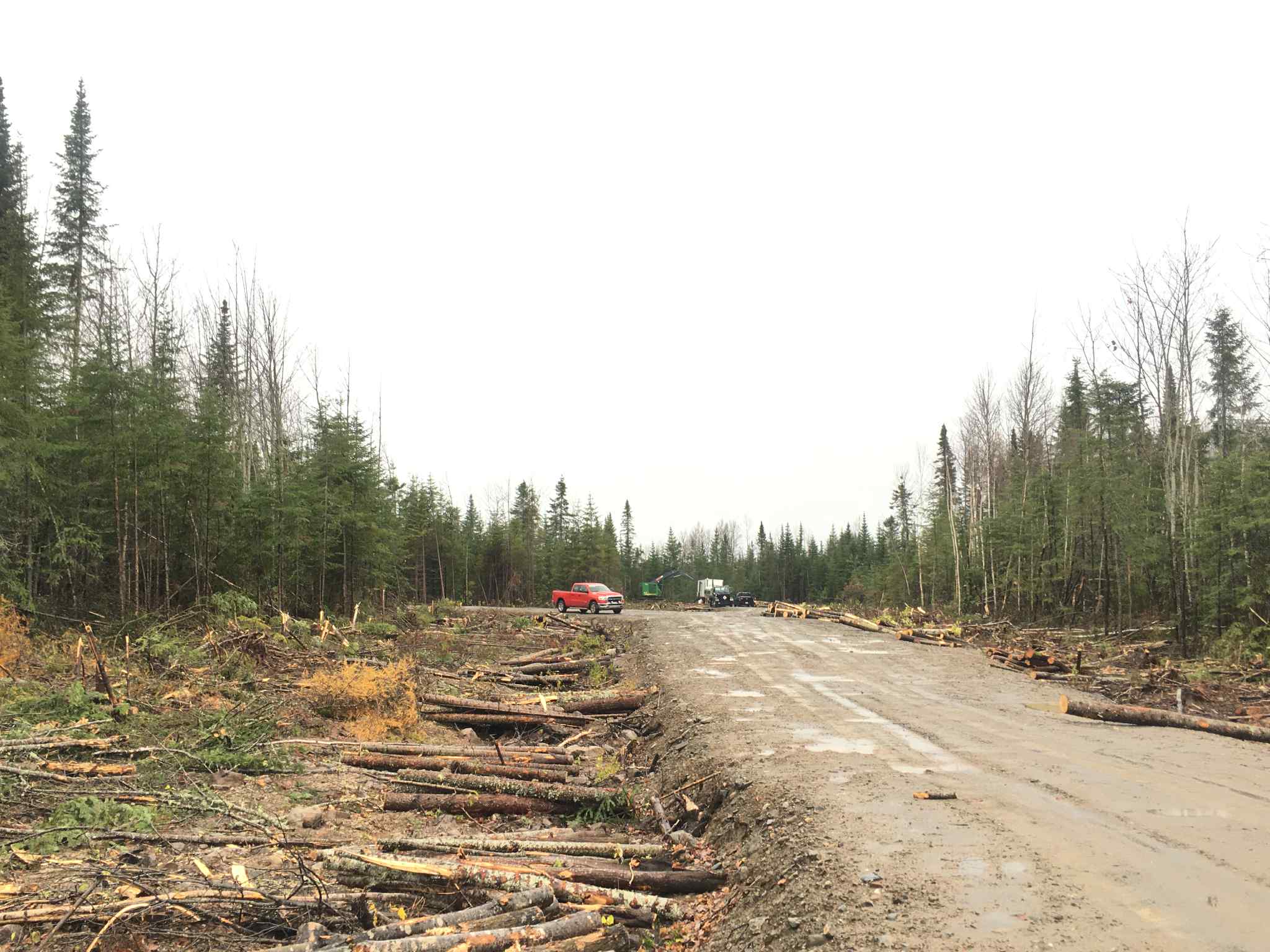 Chemin forestier avec stockage de bois