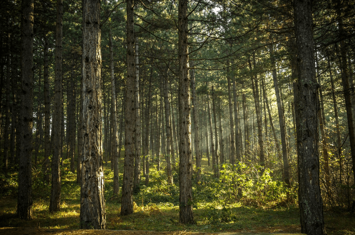 Exemple de gestion forestière durable - plantation d'arbres