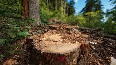 Analyse opérationnelle forestière